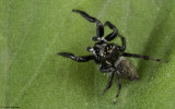 Evarcha jucunda 0000MA-91562.jpg