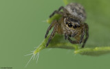 Evarcha jucunda 0694FA-90797.jpg