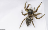 Evarcha jucunda 1073FA-94110.jpg