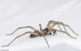 Tegenaria 1082MA-17.jpg
