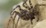 Tegenaria ramblae cf. 0796fA-4.jpg