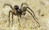 Malthonica 1146MA-10.jpg