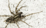 Lycosoides coarctata cf. 1067MA-92343.jpg
