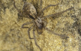 Eratigena feminea cf. 1081Ms-17.jpg