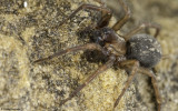 Lycosoides coarctata cf. 1091FA-95898.jpg