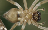 Cheiracanthium 1400FA_EM97744.jpg