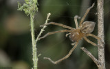 Cheiracanthium 1400FA_EM97750.jpg