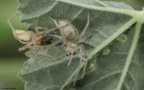 Cheiracanthium 0877.8MF_EM-98501.jpg