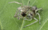 0_Cheiracanthium 0499Fs_EM-91853.jpg