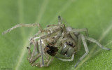 0_Cheiracanthium 0499Fs_EM-91860.jpg
