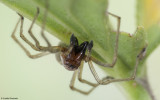 Cheiracanthium 0230MA_EM-98091.jpg