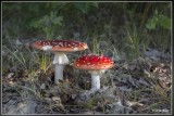 _MG_2701.jpg