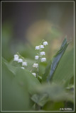_MG_9732.jpg