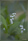 _MG_9763.jpg