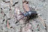 Kevers (bugs)