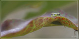 Hyla arborea - Tree frog - Boomkikker