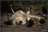 Olmense zoo