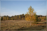 Heiberg/Gemeenteheide - Herentals