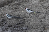 Puerto Rico birding 2017