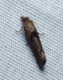 Leafroller Moths - Tortricoidea