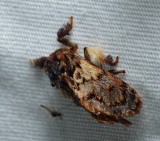 Flannel, Slug Caterpillar, and Leaf Skeletonizer Moths - Zygaenoidea