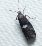 Pyralid and Snout Moths - Pyraloidea