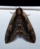 Silkworm and Sphinx Moths - Bombycoidea
