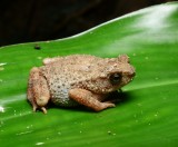 Malaysia June 2017