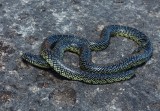 Kingsnakes and Milksnakes