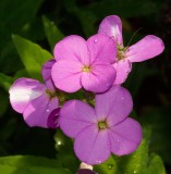 Dames Rocket (Hesperis matronalis)
