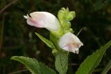 Turtleheads (Chelone glabra)