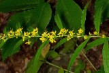 Blue-stem Goldenrod (Solidago caesia)