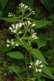 IMG_7854ForWeb.jpg