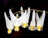 Dutchman's Breeches (Dicentra cucullaria)