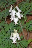 Squirrel Corn (Dicentra canadensis)