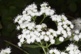 White snakeroot (Ageratina altissima)