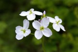 Cuckoo Flower (Cardamine pratensis)