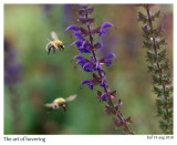The flight of the bumblebee