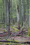 Białowieża Forest Biełavježskaja pušča Beloveška pušča_IMG_4169-111.jpg