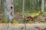 Białowieża Forest Biełavježskaja pušča Beloveška pušča_MG_4189-111.jpg