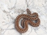 European adder Vipera berus navadni gad_MG_0751-111.jpg