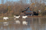 Isola della Cona nature reserve Izliv Soče_MG_2033-111.jpg