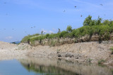 swallows_and_martins_hirundinidae_lastovke