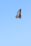 Peregrine in a stoop