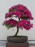 Kurume azalea, in training since 1987