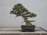 California juniper, in training since 1967