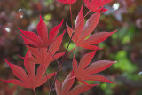 Japanese maple in the Chinese Pavilion
