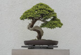 Pasture Juniper, in training since 1980