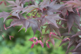 Japanese maple in the Chinese Pavilion