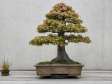 Drummond's red maple, in training since 1974